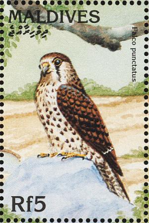 Colnect-1631-954-Mauritius-Kestrel-Falco-punctatus.jpg