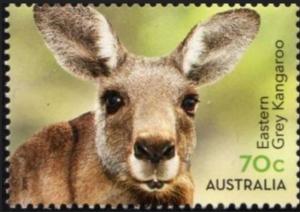 Colnect-6309-937-Eastern-Grey-Kangaroo-Macropus-giganteus.jpg