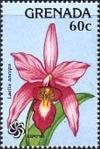 Colnect-2414-505-Laelia-anceps.jpg