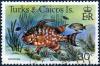 Colnect-2761-833-Hogfish-Lachnolaimus-maximus-.jpg