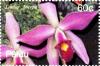 Colnect-3522-426-Laelia-anceps.jpg