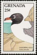 Colnect-4398-898-Laughing-gull.jpg