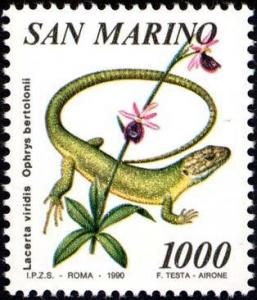 Colnect-1273-739-European-Green-Lizard-Lacerta-virdis-Bertoloni--s-Bee-Orch.jpg