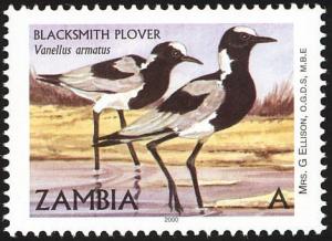 Colnect-1502-656-Blacksmith-Lapwing-Vanellus-armatus.jpg