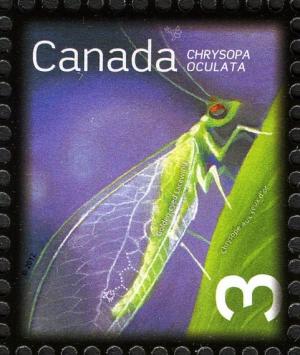 Colnect-2415-787-Goldeneyed-Lacewing-Chrysopa-oculata.jpg