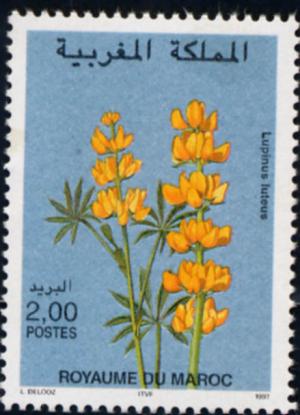 Colnect-2720-736-Lupinus-luteus.jpg