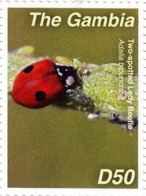 Colnect-3611-917-Two-spotted-Ladybird-Adalia-bipunctata.jpg