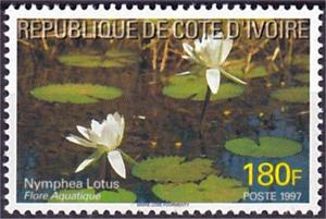 Colnect-4932-483-White-lotus-Nymphea-lotus.jpg