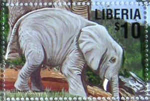 Colnect-547-678-African-Elephant-Loxodonta-africana---juvenile.jpg