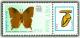 Colnect-1160-363-Chestnut-Leafwing-Anaea-echemus.jpg