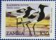 Colnect-488-961-Blacksmith-Lapwing-Vanellus-armatus.jpg