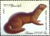 Colnect-3851-657-European-Mink-Lutreola-lutreola.jpg