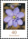 Colnect-4295-602-Leberbl-uuml-mchen-Liverwort-Hepatica-sp.jpg