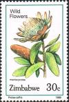 Colnect-4597-693-Manica-Protea.jpg