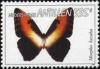 Colnect-966-957-Sunset-Morpho-Morpho-hecuba.jpg