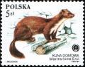 Colnect-1967-302-Stone-Marten-Martes-foina.jpg