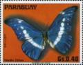 Colnect-2067-036-Helena-Morpho-Morpho-helena.jpg