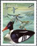 Colnect-572-486-Red-breasted-Merganser-Mergus-serrator.jpg