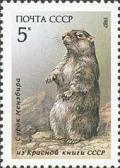 Colnect-588-756-Menzbier-s-Marmot-Marmota-menzbieri.jpg