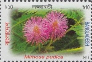 Colnect-1720-354-Mimosa-pudica.jpg