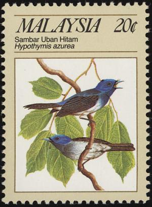 Colnect-2359-661-Black-naped-Monarch-Hypothymis-azurea.jpg