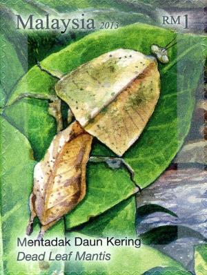 Colnect-2568-048-Dead-Leaf-Mantis-Deroplatys-lobata.jpg