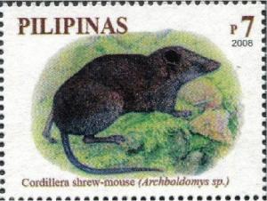 Colnect-2874-800-Cordillera-Shrew-mouse-nbsp-Archboldomys-kalinga.jpg