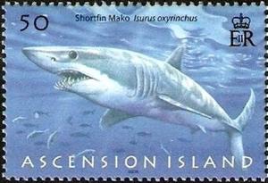 Colnect-2985-103-Shortfin-Mako-Isurus-oxyrhynchus.jpg