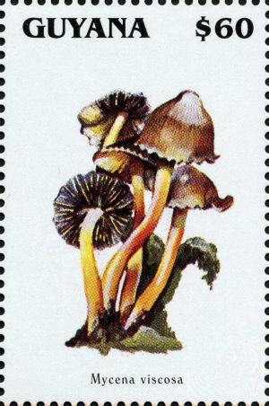 Colnect-3093-107-Mycena-viscosa.jpg