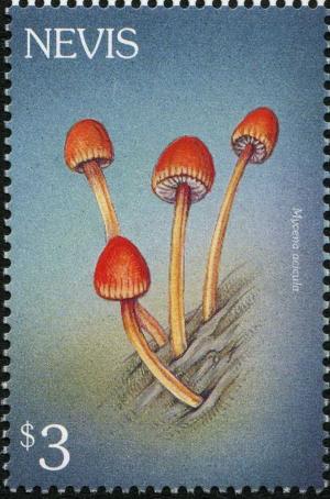 Colnect-3173-271-Mycena-acicula.jpg