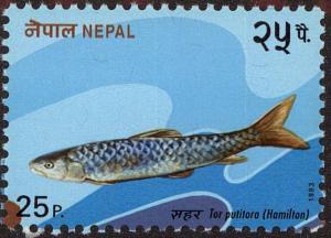 Colnect-4969-308-Golden-Mahseer-Tor-putitora.jpg