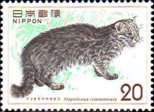 Colnect-608-793-Iromote-Cat-Mayailurus-iriomotensis-.jpg