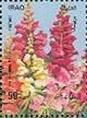 Colnect-2552-294-Antirrhinum-majus-without-white-border.jpg