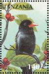 Colnect-3746-305-Black-Nunbird-Monasa-atra.jpg