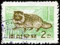 Colnect-1675-777-Raccoon-Dog-Nyctereutes-procyonoides-.jpg