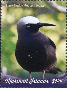 Colnect-5995-540-Black-Noddy-Anous-minutus.jpg