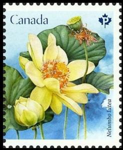 Colnect-5480-690-Nelumbo-lutea.jpg