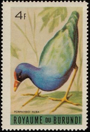 Colnect-1156-597-African-Swamphen-nbsp-Porphyrio-madagascariensis.jpg