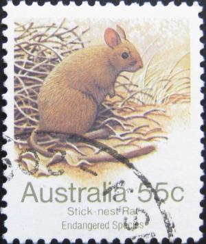 Colnect-1993-039-Greater-Stick-nest-Rat-Leporillus-conditor.jpg