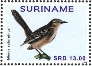 Colnect-3837-194-Chalk-browed-Mockingbird-nbsp--nbsp--nbsp--nbsp-Mimus-saturninus.jpg