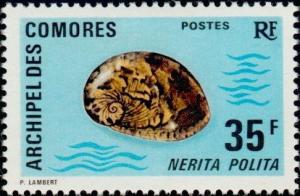 Colnect-787-759-Polite-Nerite-Nerita-polita.jpg