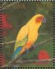 Colnect-3516-443-Sun-Parakeet-nbsp-Aratinga-solstitialis.jpg