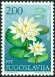 Colnect-5633-652-Nymphaea-alba.jpg