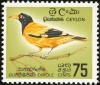 Colnect-1253-533-Black-hooded-Oriole-Oriolus-xanthornus-ssp-ceylonensis.jpg