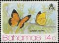 Colnect-2562-217-Sleepy-Orange-Eurema-nicippe.jpg