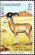 Colnect-735-964-Mouflon-Ovis-ammon-orientalis.jpg