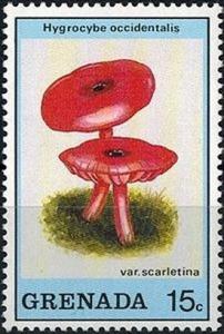 Colnect-2930-732-Hygrocybe-occidentalis-scarletina.jpg