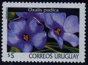 Colnect-1295-410-Oxalis-pudica.jpg