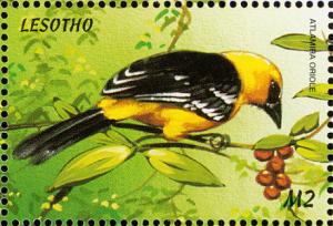 Colnect-1725-637-Altamira-Oriole-Icterus-gularis.jpg