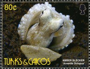 Colnect-2590-125-Octopus-Octopus-sp---Juvenile.jpg